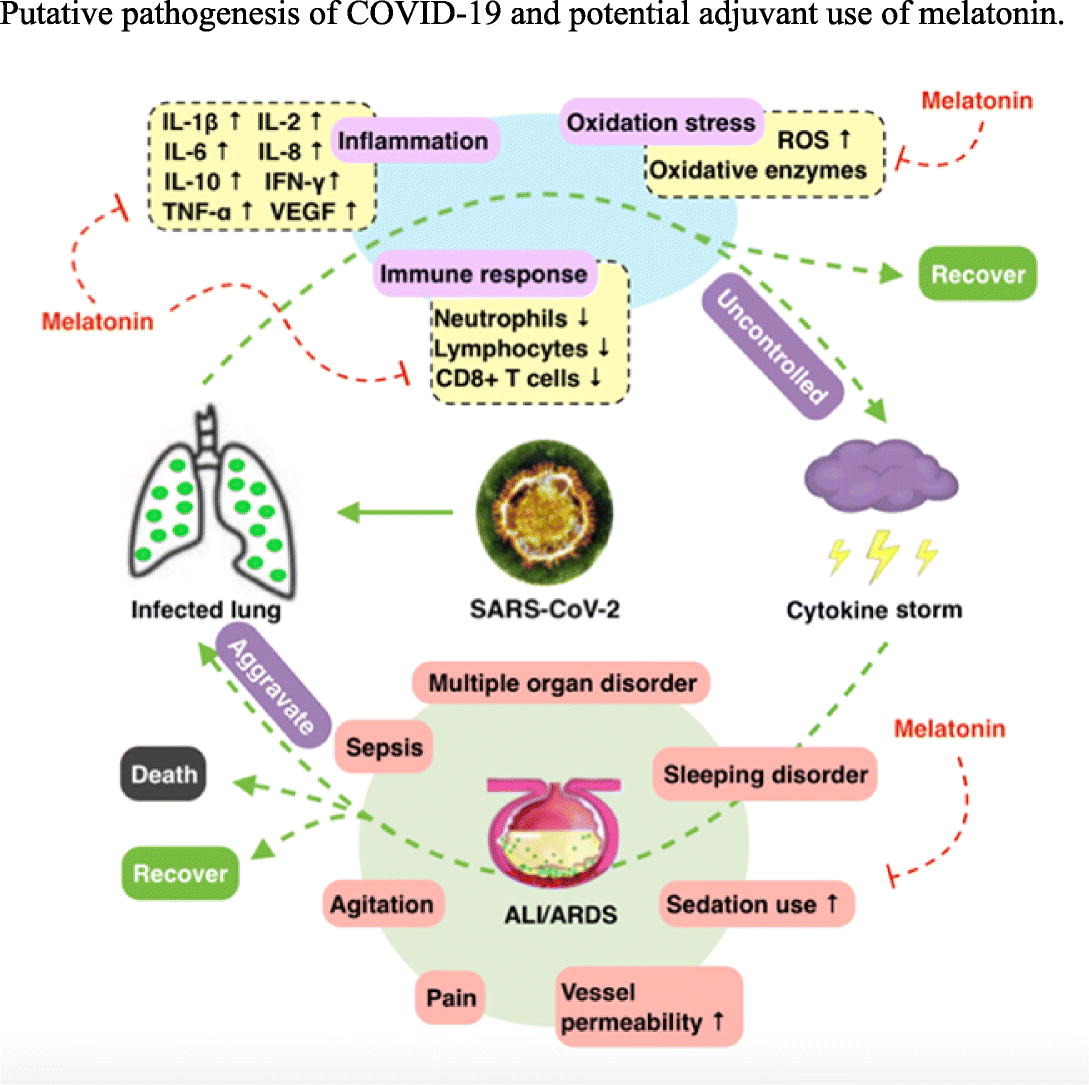 COVID-19: Melatonin as a potential adjuvant treatment